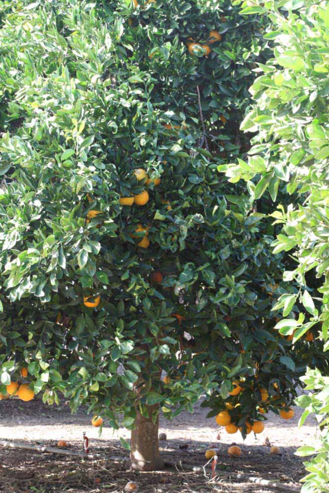            Habit (Fisher, Riverside, CA)   